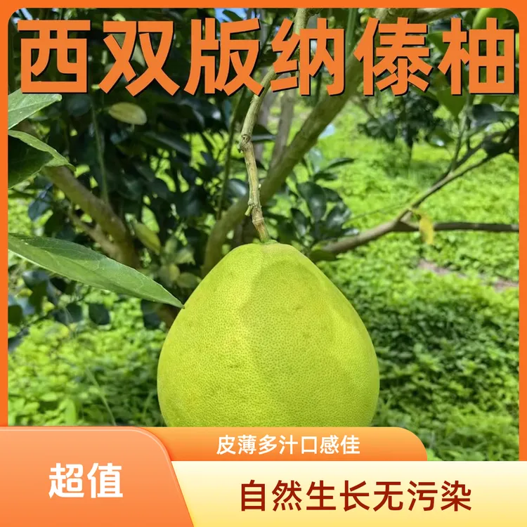 【云南版纳 翡翠傣柚】香甜多汁皮满肉多白肉青柚水足孩子孕妇水果