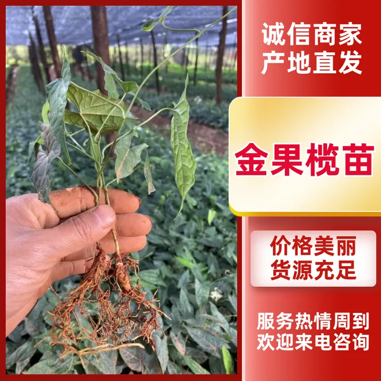 四川地苦种胆苗基地直供火爆