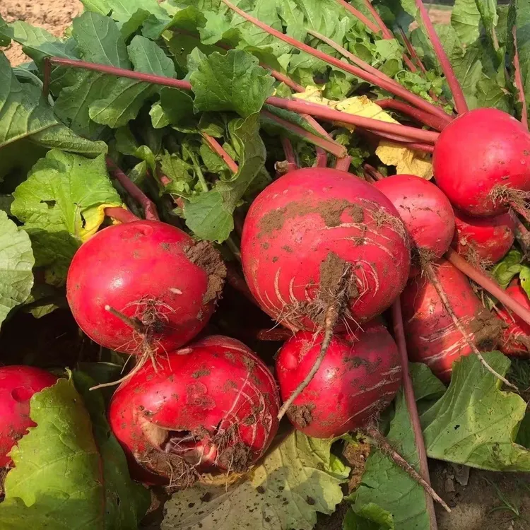 东北农家新鲜红皮白心大红萝卜 口感好自然熟  怎么做都好吃