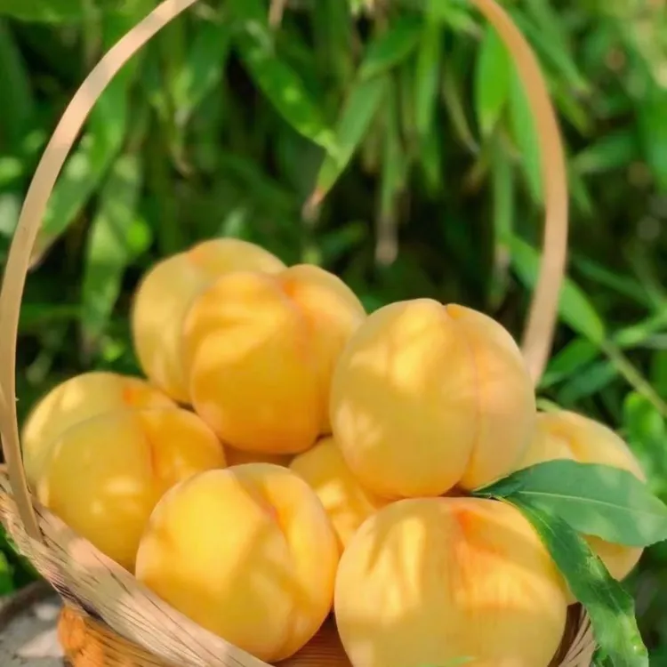 新洲锦绣黄桃新鲜应季水果香甜可口多汁