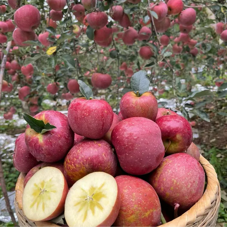 昭通丑苹果—越丑越好吃