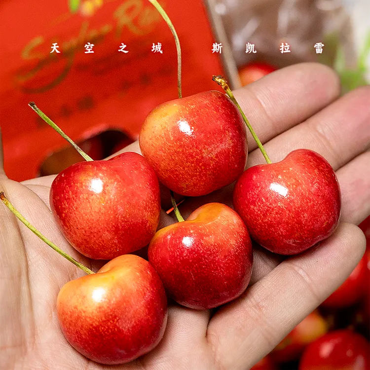 智利空运 斯凯拉雷车厘子 黄樱桃J-4J 1-4斤 顺丰空运内附果径卡