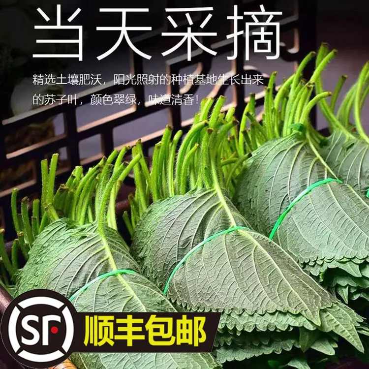 东北特产新鲜苏子紫苏叶烤肉伴侣生吃包饭蘸酱250g/500g顺丰包邮