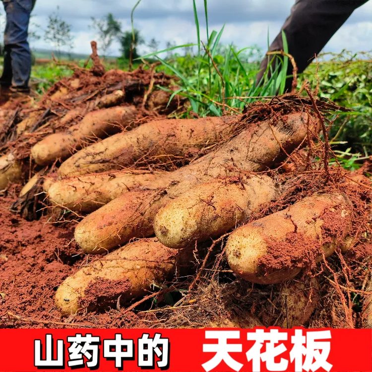 【首单直降】云南灵芝产地新鲜应季蔬菜0.5-9农家非紫怀山铁棍山药