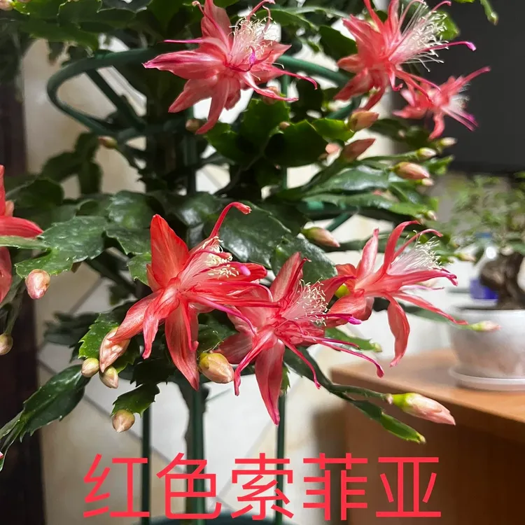 【一物一拍】进口原生蟹爪兰花卉盆栽多色带花苞重瓣阳台嫁接蟹爪莲
