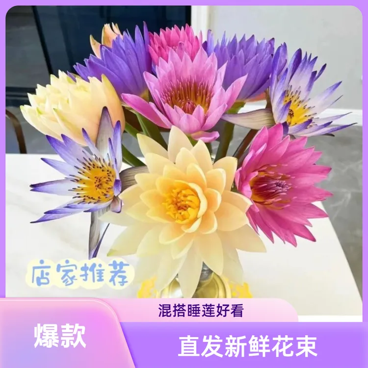 睡莲花束鲜花鲜切花广州基地家用直发室内插花花卉【养护参考教程】