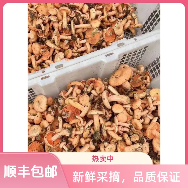 贵州土特产谷熟菌新鲜黄紫花枞树菌松树菌滇红紫花菌奶浆菌毛慈菇