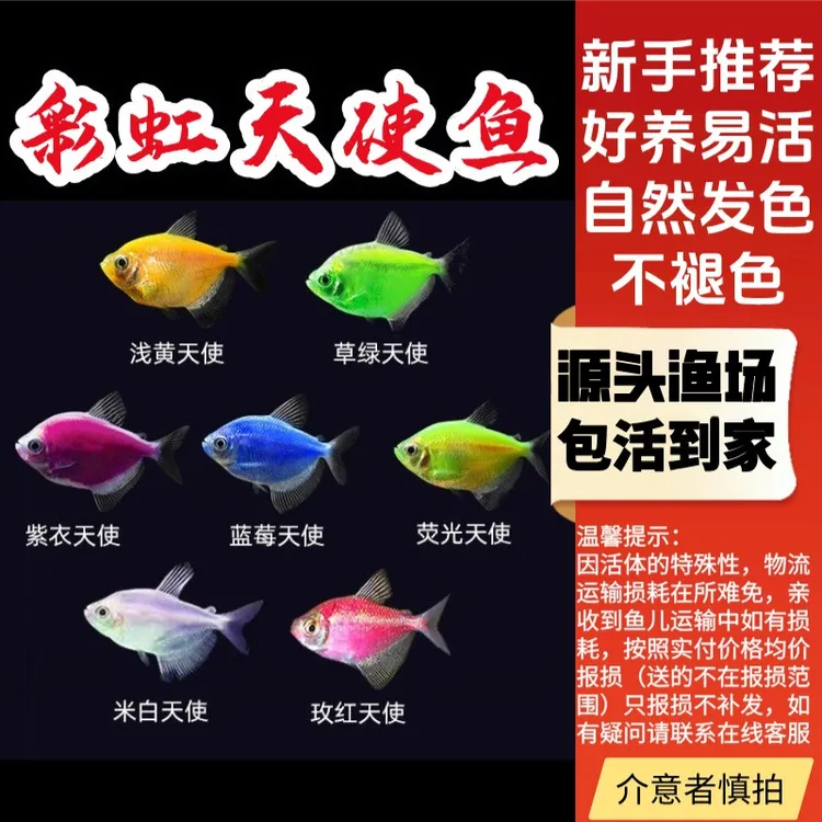 七彩天使鱼小型热带观赏鱼颜色丰富群游好养适合新手