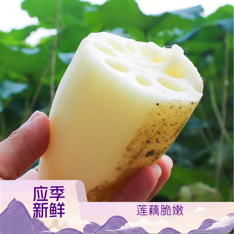 新鲜莲藕湖北特产农家自种应季现挖嫩藕脆藕新花藕1斤5斤
