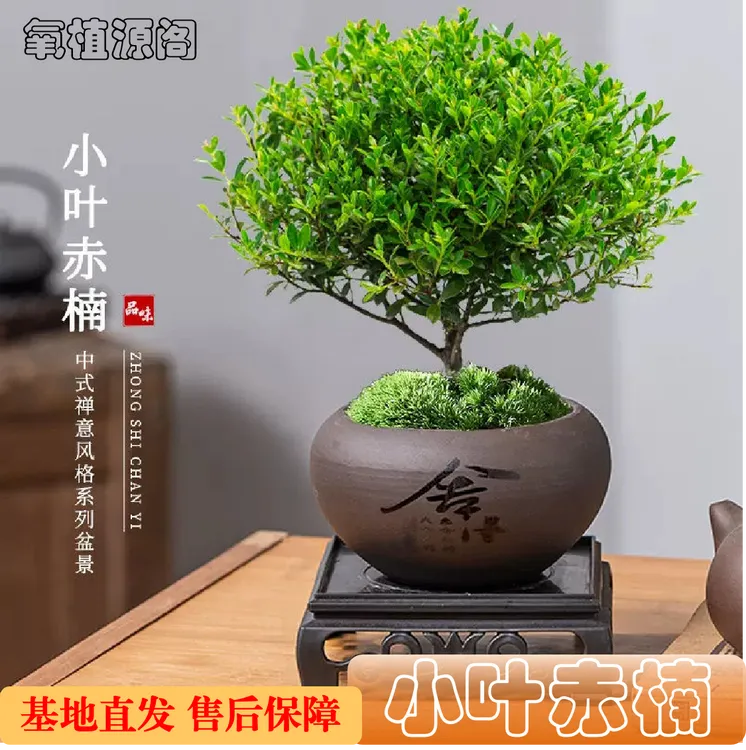 小叶赤楠簕竹茶室盆景绿植盆栽室内基地直发客厅15公分高花卉绿植