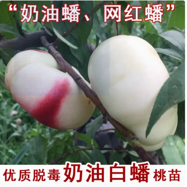 嫁接白油蟠桃苗盆栽奶油白蟠桃树苗庭院北南方种植当年结果果树苗