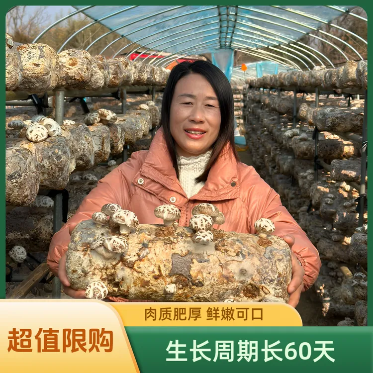 【粉丝专属】随州大花菇广水土特产干货头茬冬花菇肉厚q弹泡发率高