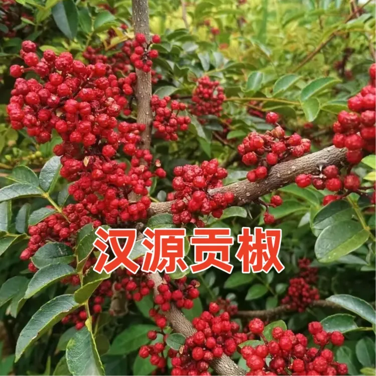 四川汉源红花椒贡椒苗 【汉源发货】