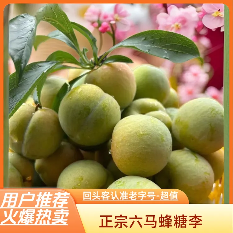 (阿雄果业）贵州镇宁六马特产正宗蜂糖李当季新鲜水果果园直发