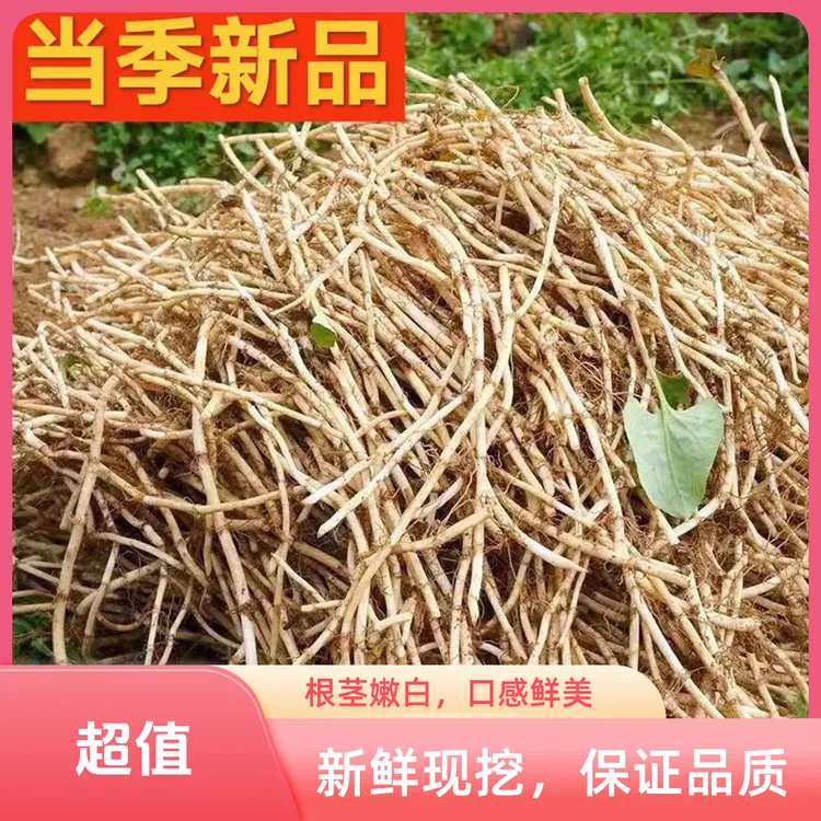 【当季新根】现挖鱼腥草新鲜折耳根嫩根节节根生鲜蔬菜凉拌下饭煲汤