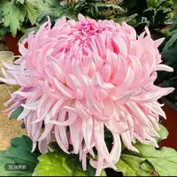 【山海荷园】带花苞菊花盆栽九月菊多季开花室内花卉植物
