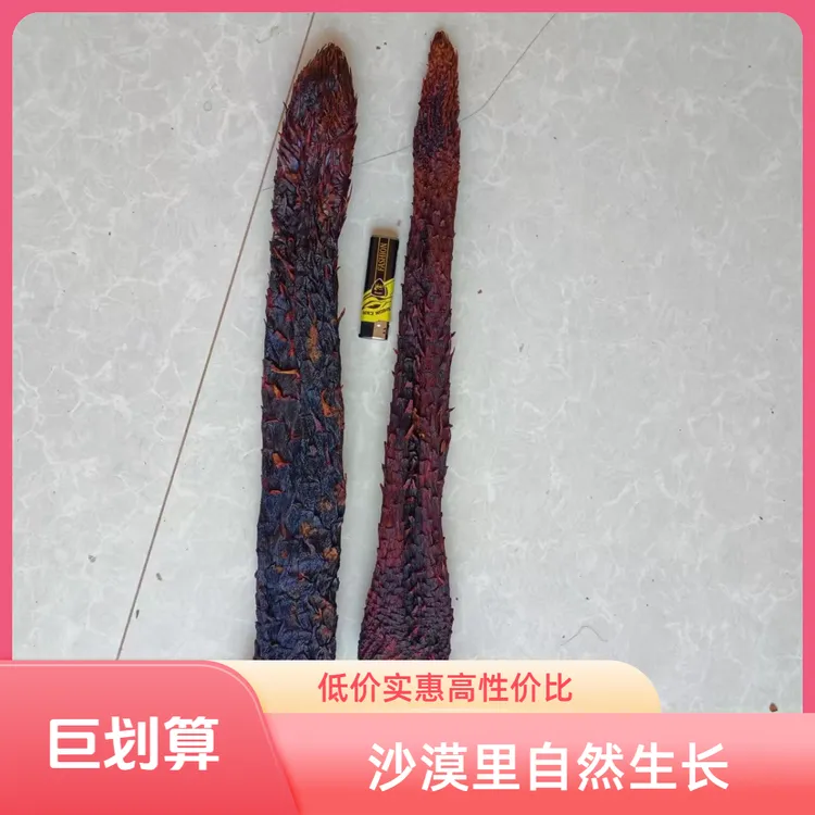沙漠肉  从  容 自己挖 自然晒