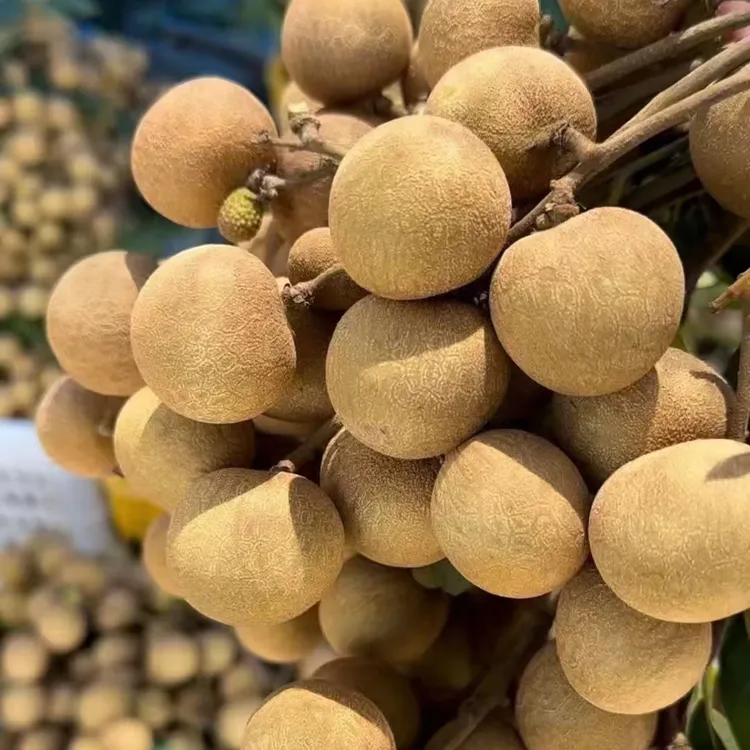 【顺丰发货】头茬储良龙眼正宗广东茂名高州新鲜储良龙眼纯甜无酸