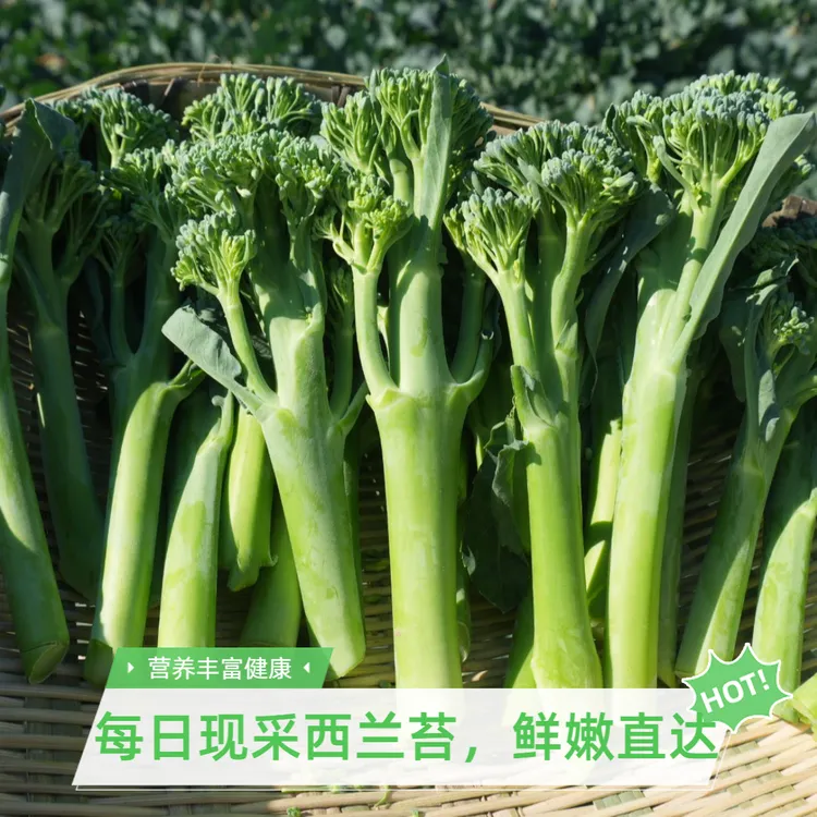 【保温箱冰袋包邮】湖北新鲜甜杆西兰苔长杆西兰花露天西兰苔新鲜
