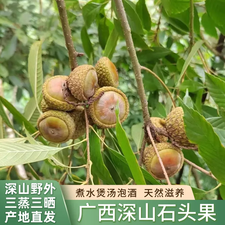 广西大山野外采摘石头果去皮蒸晒新鲜干果500克/袋可煮水煲汤泡酒
