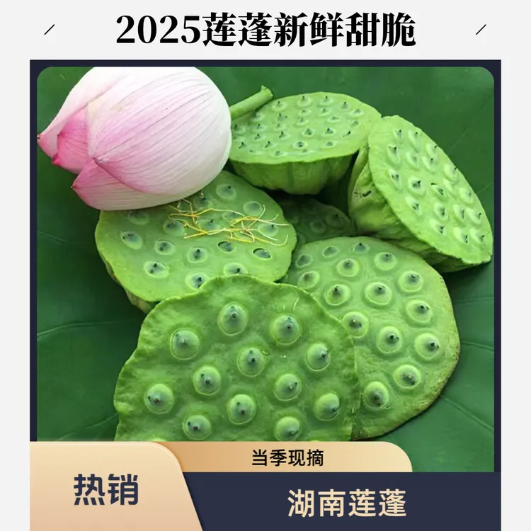 【顺丰包邮】2025莲蓬湖南农家新鲜水果莲蓬嫩脆甜生吃当季现摘现发