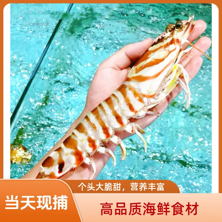 荔枝专属福建海捕特大九节虾/斑节虾/竹节虾海虾海捕大虾活冻发货