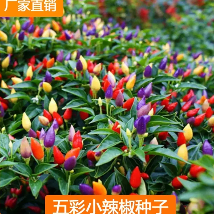 七彩椒种子四季播种阳台盆栽鲜艳抗病发芽优质蔬菜种子【拍2送1】