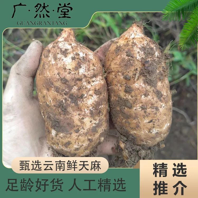 云南鲜天麻新鲜采挖，空运到广州发出（用最新鲜的速度给大家）