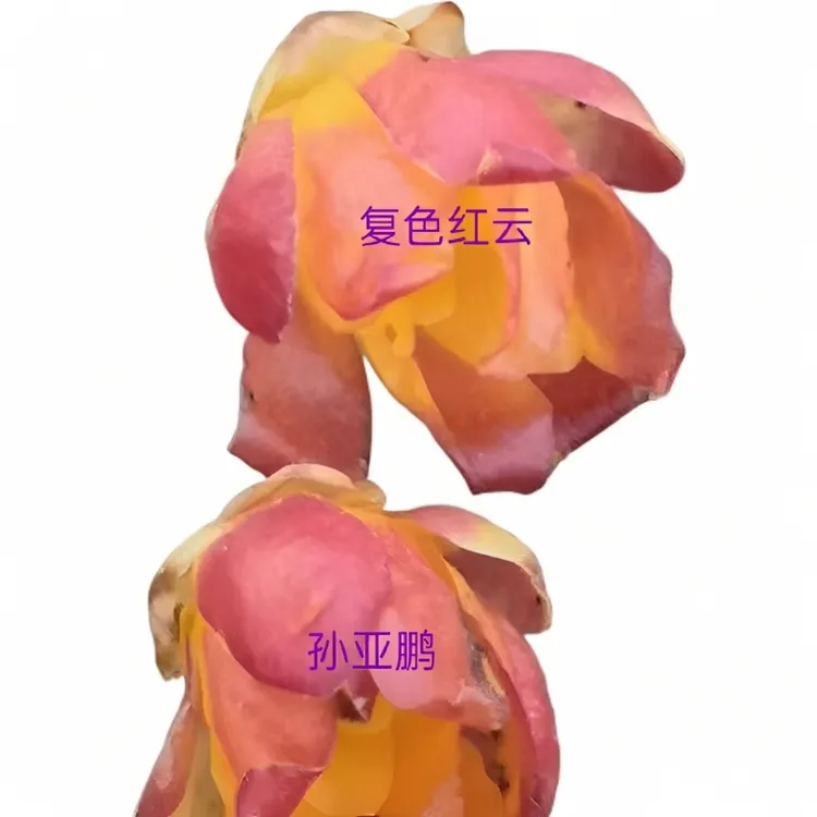 蜡梅 品种蜡梅盆景低桩蜡梅高杆地景蜡梅造型蜡梅