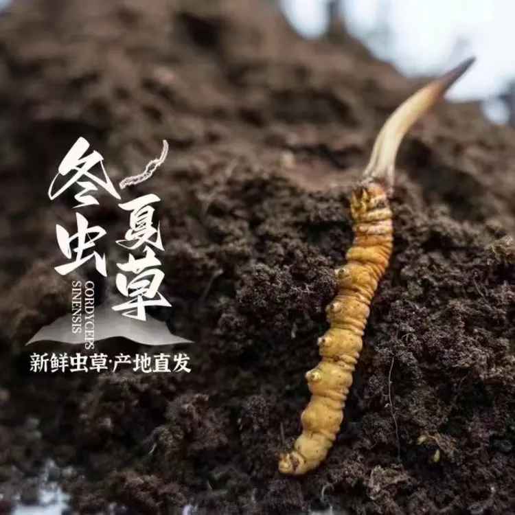 【宇海行-2025新鲜冬虫夏草】核心产区玉树那曲鲜虫草产地直发送礼