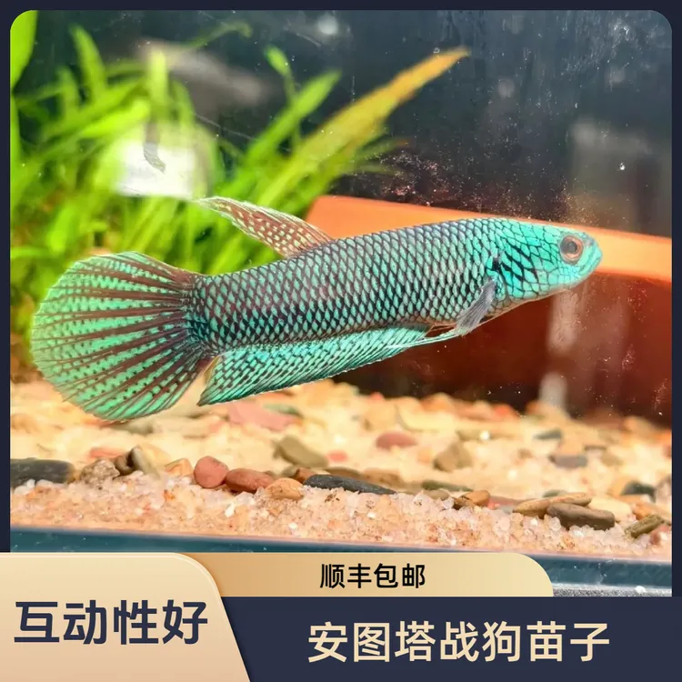 安图塔战狗苗子S1S2S3原生斗鱼原斗观赏鱼淡水鱼耐养好活互动性好