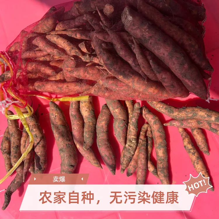 正宗富硒沙地种植地瓜粉糯香甜新鲜现挖拇指蜜薯