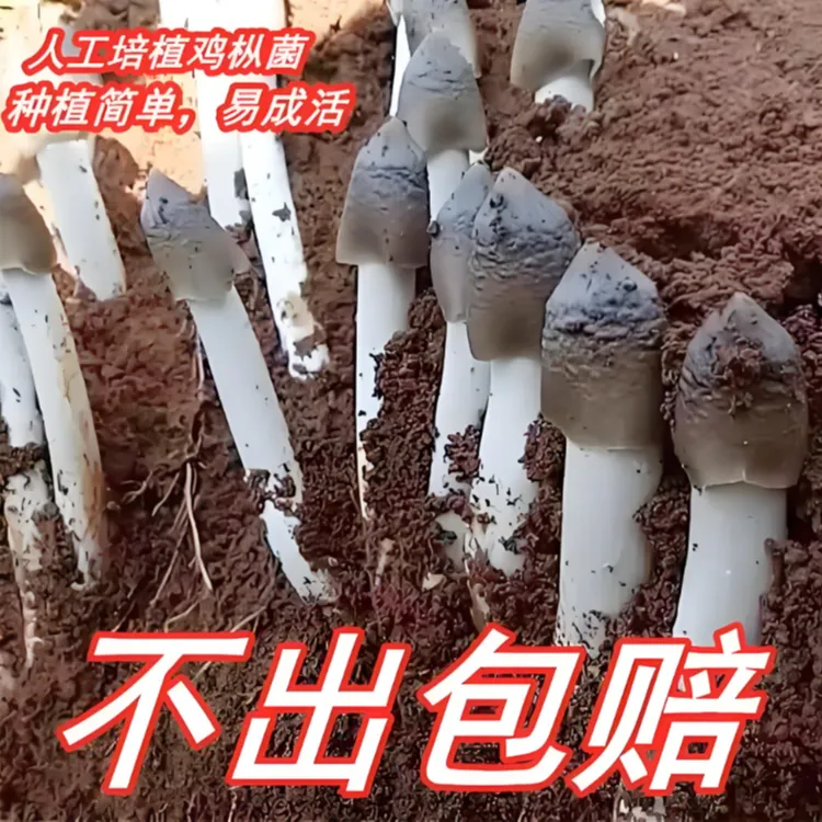 高产野生鸡枞菌菌种包鸡枞菌种植包三八菇伞把菇家庭阳台户外种植