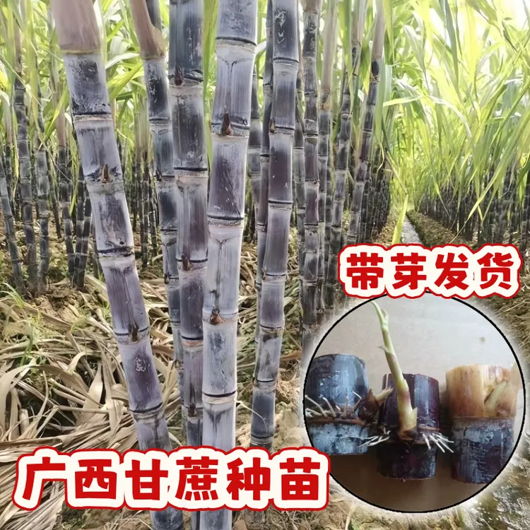 正宗广西水果甘蔗种苗种子带芽黑皮种子盆栽新鲜水果南北方可种植