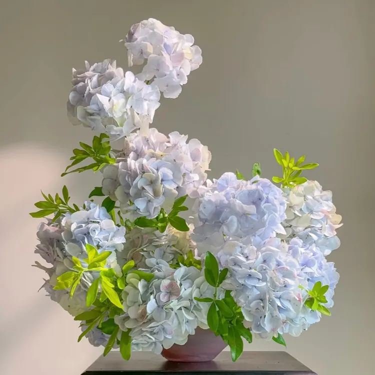 云南基地莫奈绣球花现采直发水培花期长的家用鲜花顺丰包邮到家