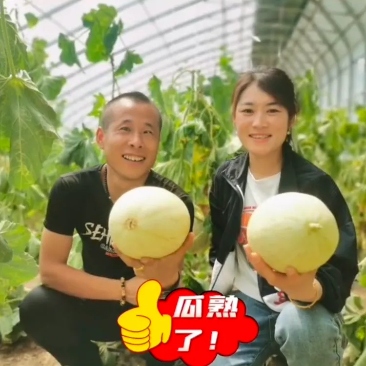 兰州白兰瓜（皋兰精品白兰瓜）