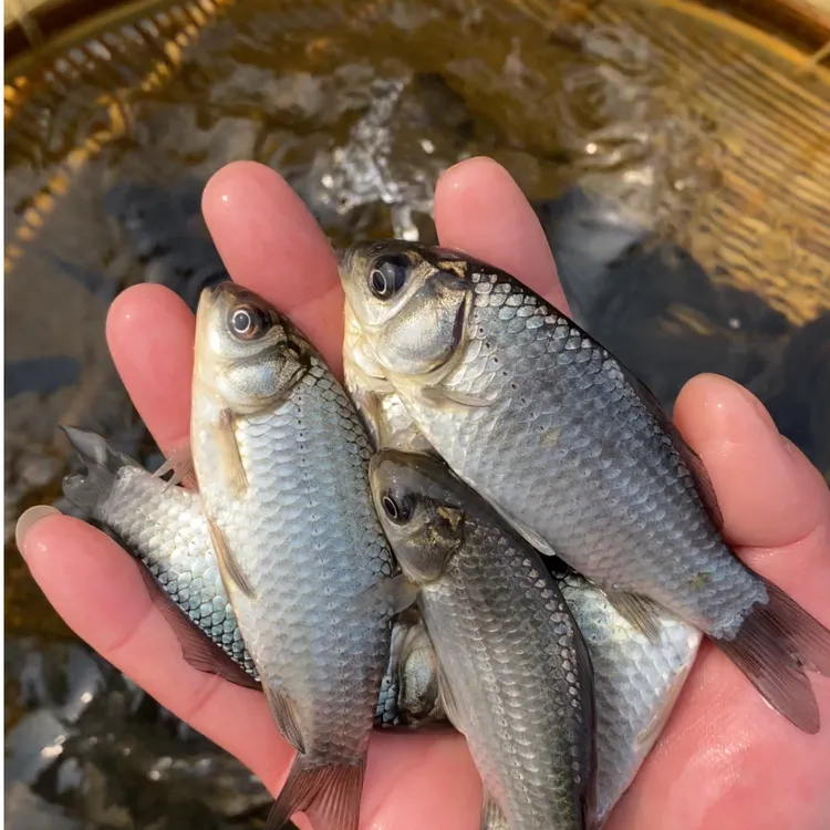 中科5号鲫鱼苗活体淡水常温鱼类可食用可观赏鱼适合鱼塘水库养殖