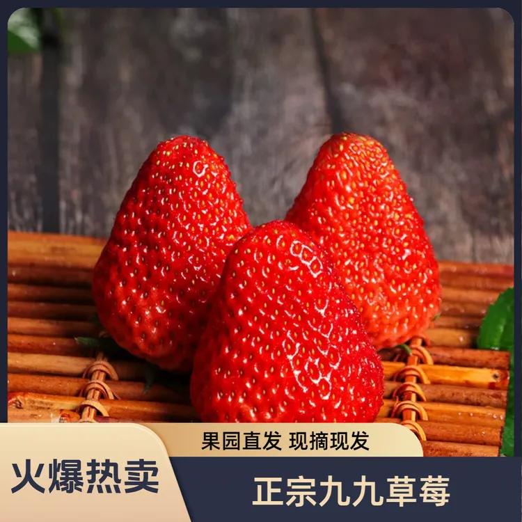 【正宗九九草莓】草莓自产自销现摘99草莓新鲜香甜当天现摘顺丰包邮