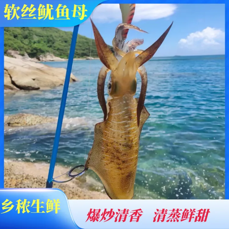 （软丝/鱿鱼母）海南本港深海捕捞新鲜上岸清蒸白灼鲜活