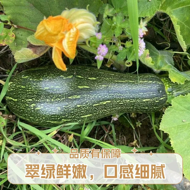 小南瓜云南特产小嫩瓜当天采摘发货农户露天种植面瓜山地地包邮