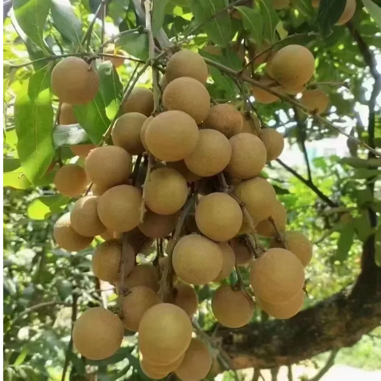 兴花府桂圆  莆田龙眼 松丰本 当季新鲜水果现摘 果直径30附近