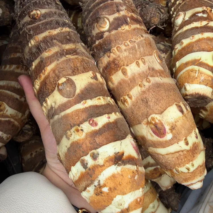 SLF【竹节香芋】山立方沂蒙山精选新鲜特产长芋头香甜粉糯农家自种