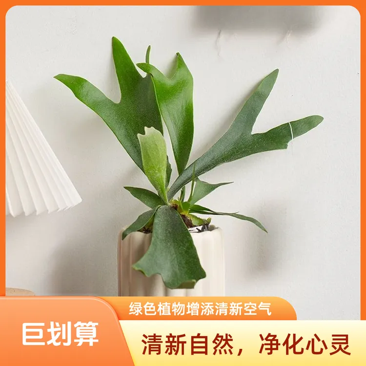耐热多年生ins风高级桌面二歧鹿角蕨热植盆栽花卉四季常青绿植