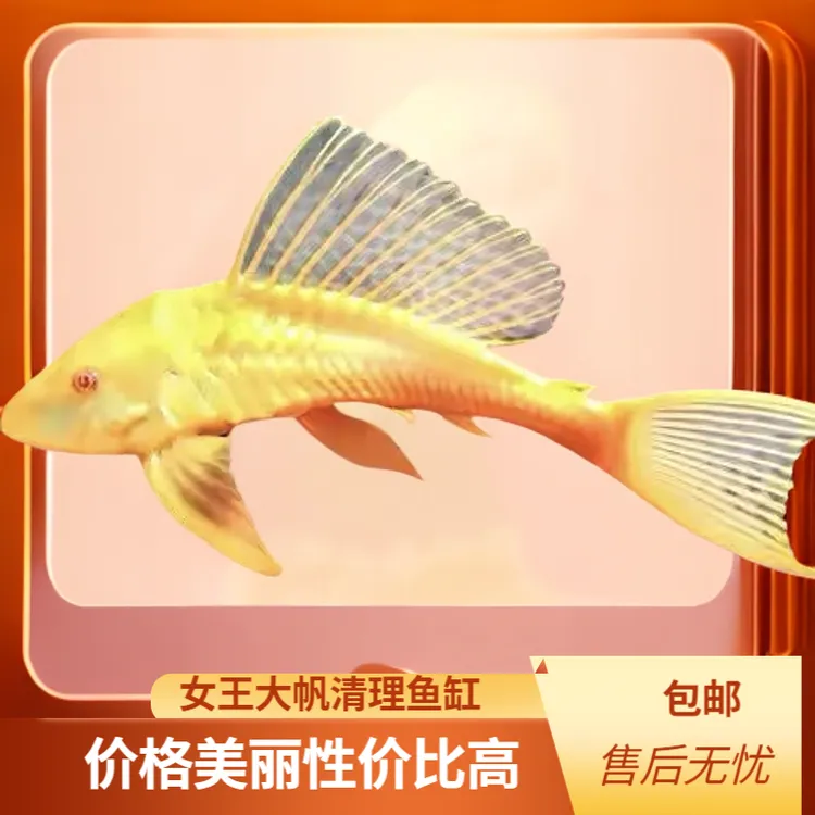 红眼女王大帆鱼缸清洁鱼异形热带观赏鱼黄金清道夫除藻好养活包邮