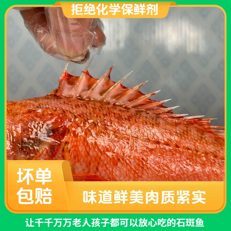 非养殖天然海鱼石斑鱼石狗公虎头斑黑腹鲉鱼生鲜海鲜小红斑速冻