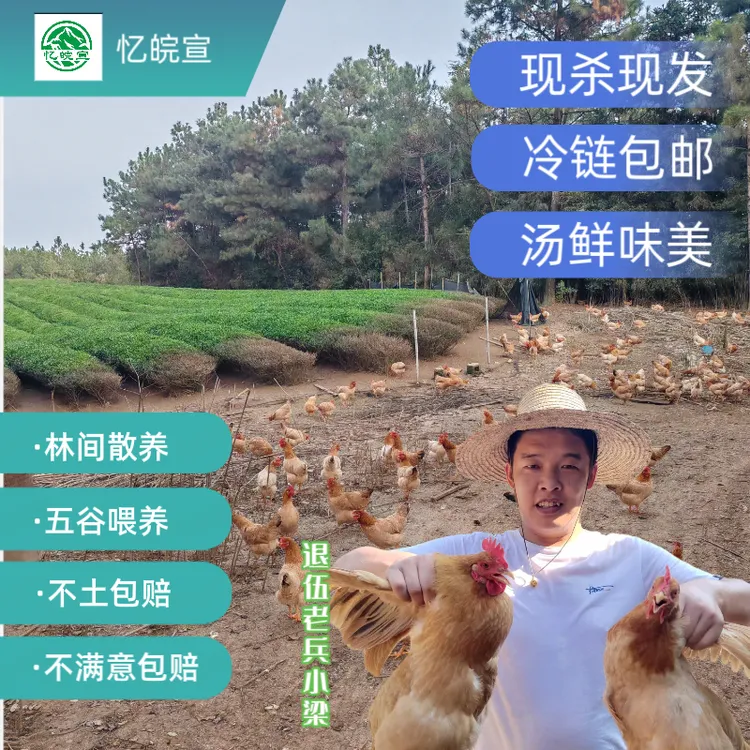 【老兵承诺】到手两只正宗皖南土老母鸡现杀现发不土包赔