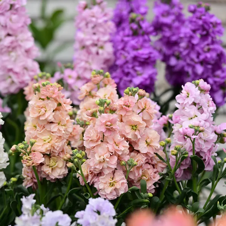 重瓣高杆紫罗兰盆栽 室内阳台庭院花卉  好养耐寒花期长 颜色靓丽