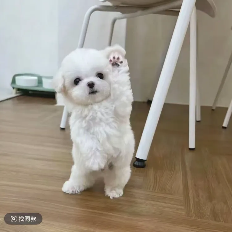 （云威犬舍）狗狗直播宠物狗活体