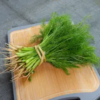 云南小茴香菜新鲜包邮 茴香菜苗时令绿色蔬菜新鲜农家种特产500克