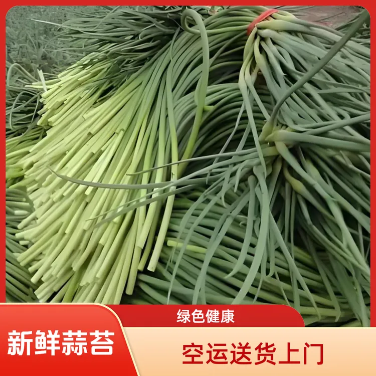 新鲜蒜苔地头直发无保鲜剂不泡药水绿色健康蔬菜